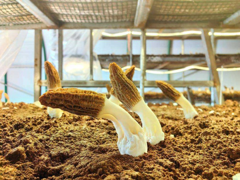遼寧工廠化層架式栽培羊肚菌首獲成功，開創(chuàng)食用菌產(chǎn)業(yè)新篇章